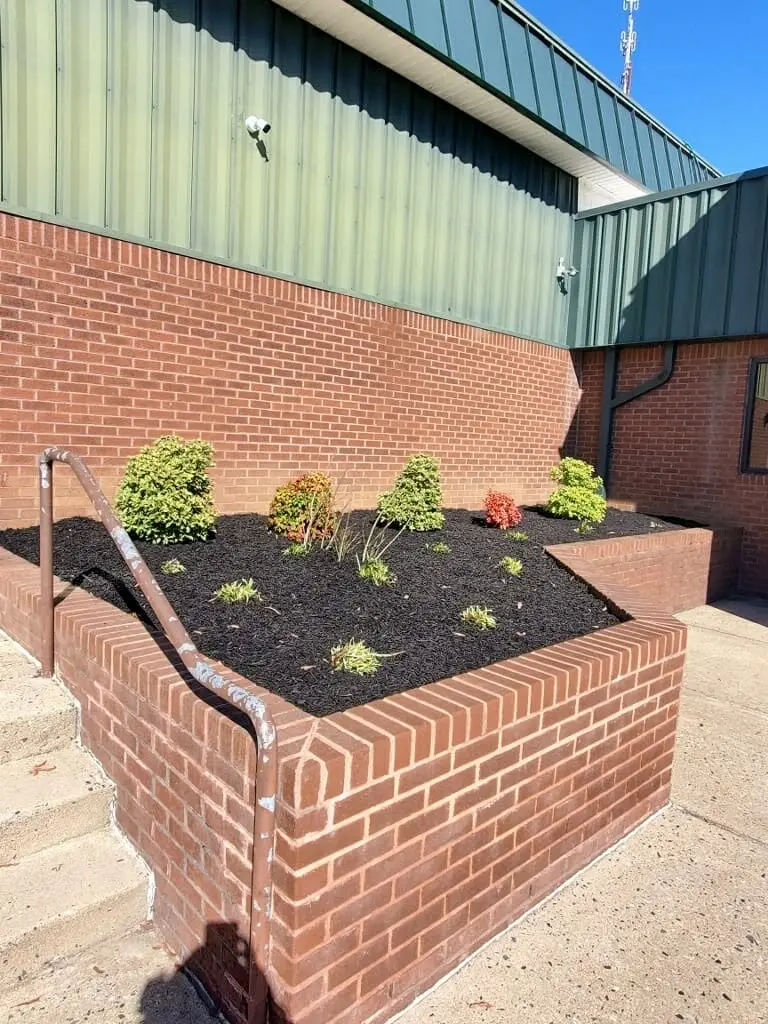 Pink coneflowers blooming in a well-kept flower bed